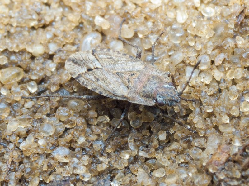 Gonianotus marginepunctatus (Wolff, 1804)